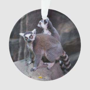 Adorno lemur Anillo-atado