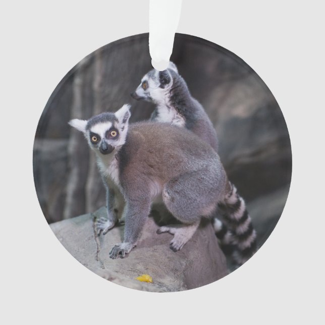 Adorno lemur Anillo-atado (Anverso)