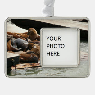 Adorno Leones marinos al sol en San Francisco