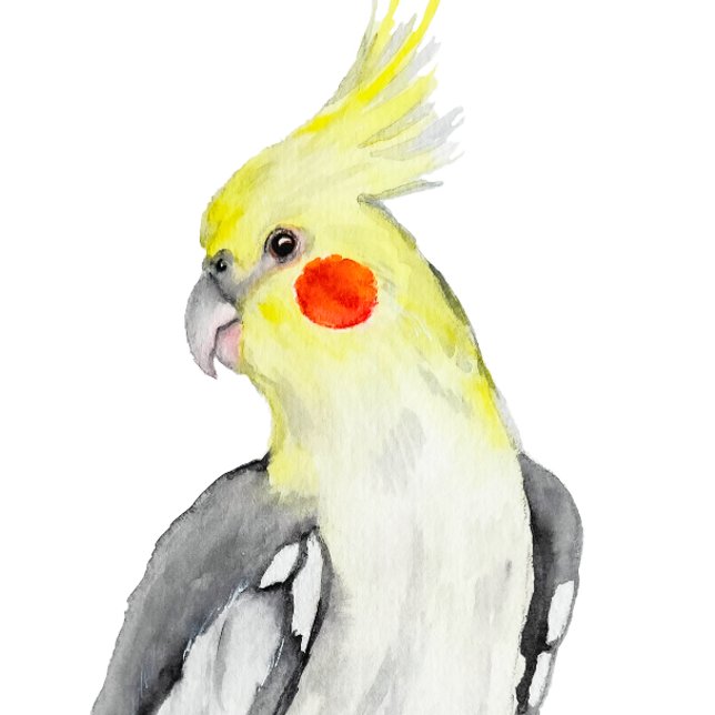 Adorno Loro cutáneo de la acuarela de Cockatiel. (Subido por el creador)