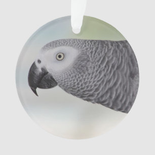 Adorno Loro magnífico del gris africano