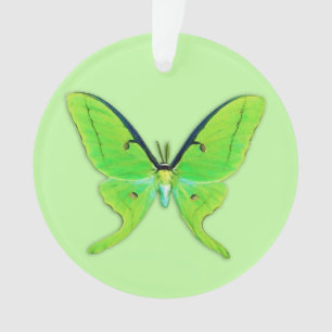 Adorno Luna polilla sobre un fondo verde pálido