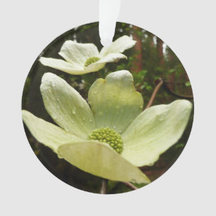 Adorno Maderas y secuoyas en el Parque Nacional Yosemite