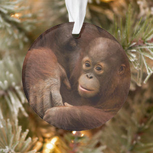 Adorno Madre y bebé orangután en el zoológico