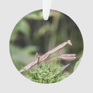Adorno Mantis religiosa