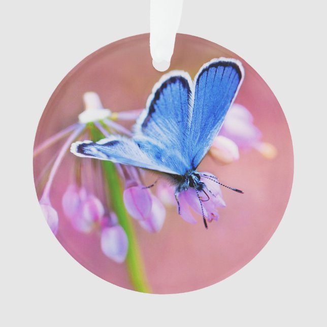 Adorno Mariposa azul (Anverso)