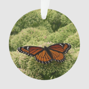 Adorno Mariposa Viceroy Hermosa Fotografía de la Naturale