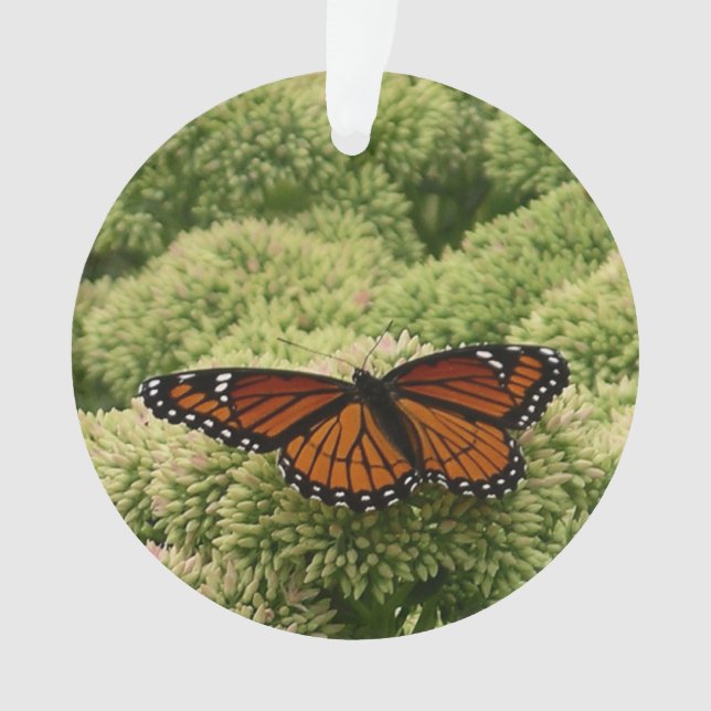 Adorno Mariposa Viceroy Hermosa Fotografía de la Naturale (Anverso)