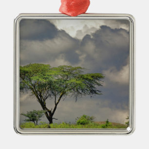Adorno Metálico Acacia tortilis, Acacia tortilis, y 2