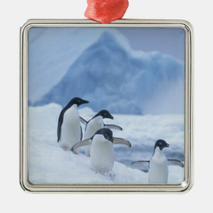 Adorno Metálico Adelie Penguins (Pygoscelis adeliae) sobre hielo,