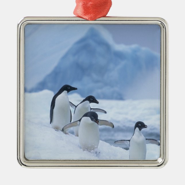 Adorno Metálico Adelie Penguins (Pygoscelis adeliae) sobre hielo, (Frente)