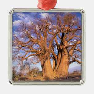 Adorno Metálico África, Botsuana, Delta del Okavango. Baobab