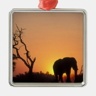 Adorno Metálico África, Botsuana, Parque Nacional Chobe, Atardecer
