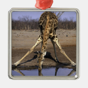 Adorno Metálico África, Botsuana, Parque Nacional Chobe, Jirafa