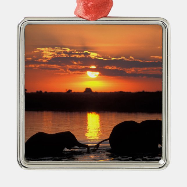 Adorno Metálico África, Botswana, Parque Nacional de Chobe, Herd (Frente)