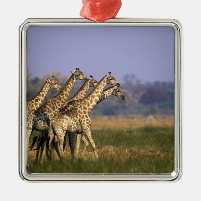 Adorno Metálico África, Botswana, Reserva de Partidos Moremi (Frente)