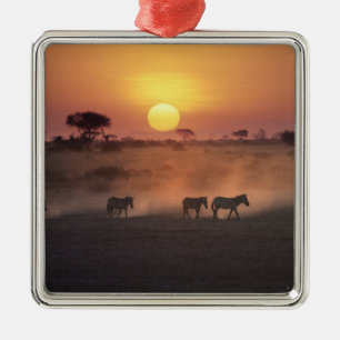 Adorno Metálico África, Kenia, Amboseli NP. Las cebras caminan hac