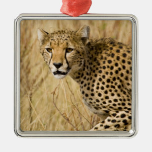 Adorno Metálico África. Kenia. Chita en Samburu NP.