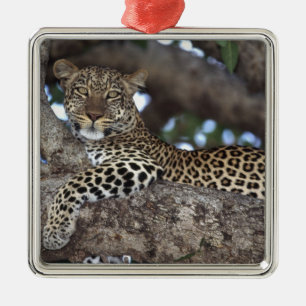 Adorno Metálico África. Kenia. Masai Mara. Leopardo (Panthera