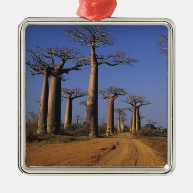 Adorno Metálico África, Madagascar, Morondava, Avenida Baobab. (Frente)