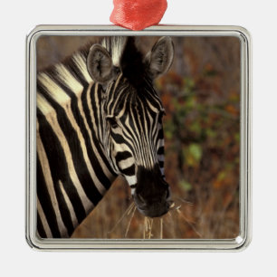 Adorno Metálico África, Sudáfrica, retrato de cebra Kruger NP
