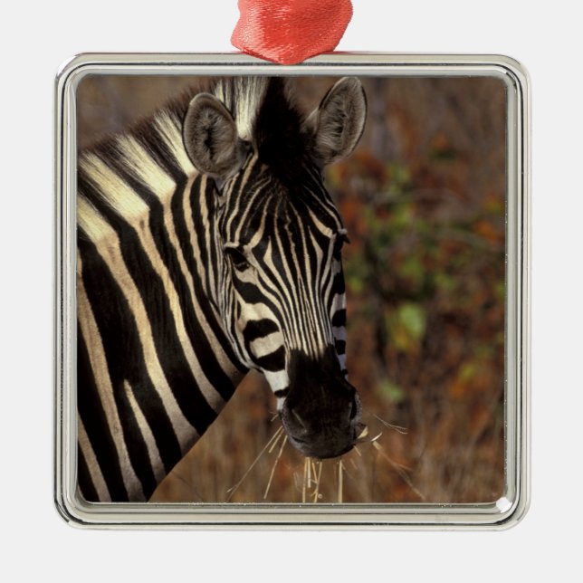 Adorno Metálico África, Sudáfrica, retrato de cebra Kruger NP (Frente)