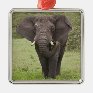 Adorno Metálico África Tanzania Elefante en el cráter de Ngorongor