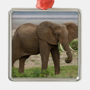 Adorno Metálico África. Tanzania. Elefante en el Parque Nacional d