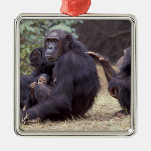 Adorno Metálico África, Tanzania, Gombe NP hembra infantil