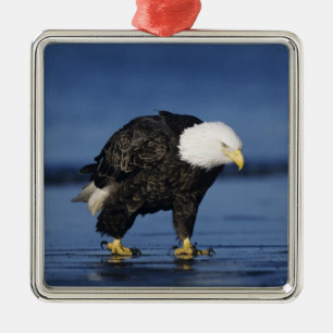 Adorno Metálico Águila calva