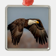 Águila calva en vuelo