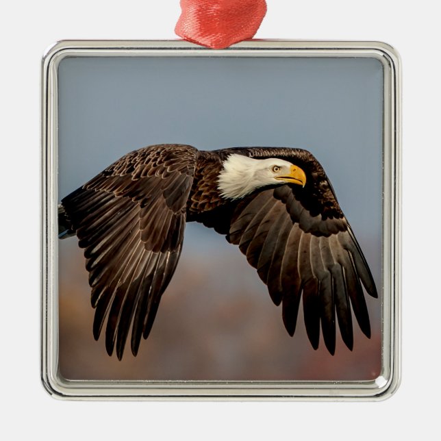 Adorno Metálico Águila calva en vuelo (Frente)