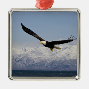 Adorno Metálico Águila calva en vuelo, Haliaeetus leucocephalus, 3