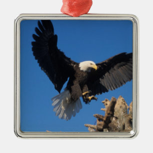 Adorno Metálico águila calva, Haliaeetus leuccocephalus, aterrizan