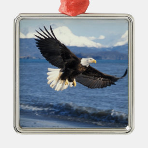 Adorno Metálico águila calva, Haliaeetus leuccocephalus, en vuelo