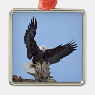 Adorno Metálico Águila calva (Haliaeetus leucocephalus) con alas