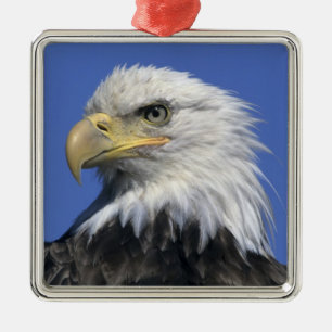 Adorno Metálico Águila calva, (Haliaeetus leucocephalus), salvaje,