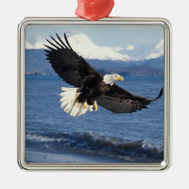 Adorno Metálico águila calva, Haliaetus leuccocephalus, en vuelo (Frente)