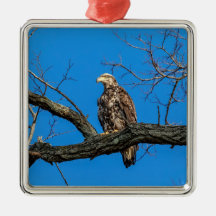 Águila calva inmadura en Peekskill, Nueva York