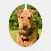 Airedale Terrier Perro Cachorro
