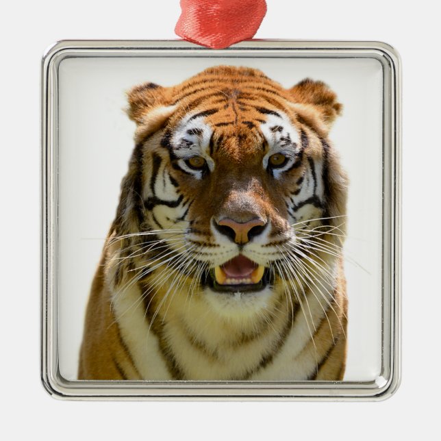 Adorno Metálico Aislado de tigre retrato y mostrando dientes (Frente)