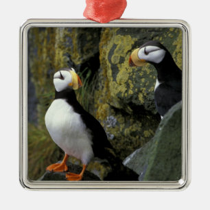 Adorno Metálico Alaska, isla de San Pablo, los Pribilofs, cuernos