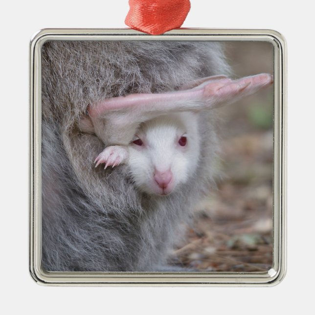 Adorno Metálico Albino joey en el bolsillo (Frente)