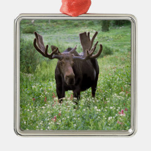 Adorno Metálico Alce macho Alces alces) en flores silvestres,