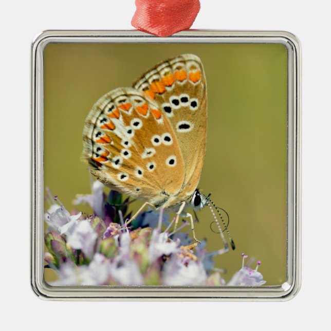 Adorno Metálico Alimentación de mariposa en la flor palo cuadrado  (Frente)