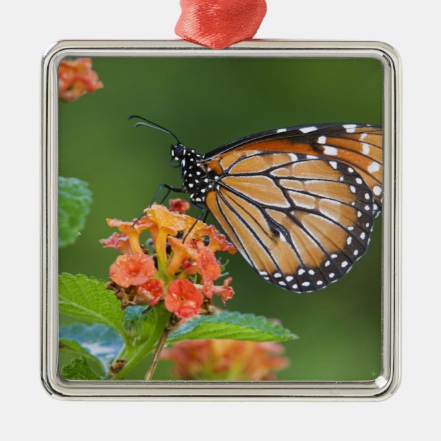 Adorno Metálico Alimentación de mariposas con soldados (Danaus ere (Frente)