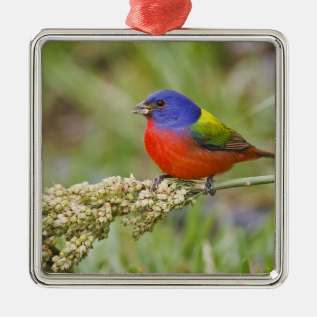 Adorno Metálico Alimento masculino de Bunting (ciris passeriano) (Frente)