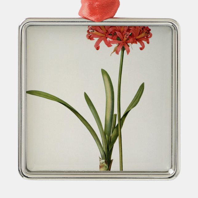 Adorno Metálico Amaryllis Curvifolia, 1809, del ` Les (Frente)