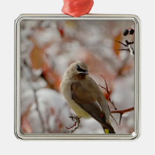Adorno Metálico Amelanchier adulto sobre espino albar con nieve,