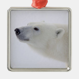 Adorno Metálico América del Norte, Canadá, Manitoba, Churchill. 6